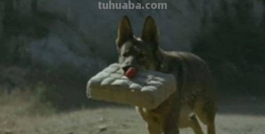 《犬王》中小狗是真的吗?