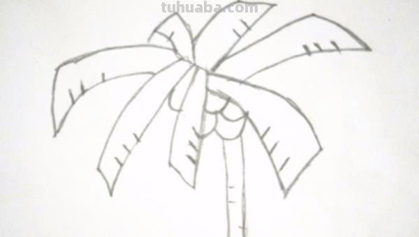 椰树怎么画图片简笔画 简笔画大全？