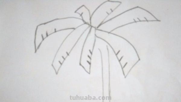 椰树怎么画图片简笔画 简笔画大全？