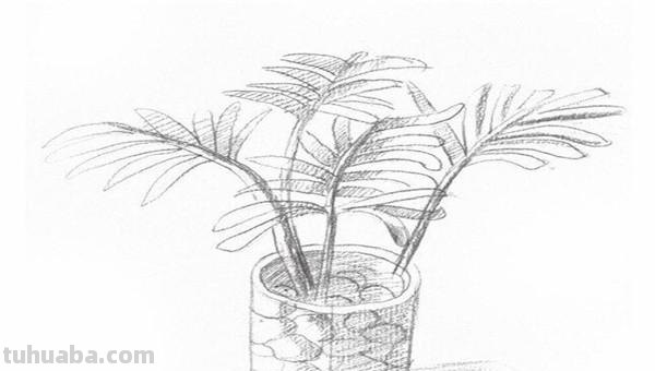 椰树怎么画图片简笔画 简笔画大全？