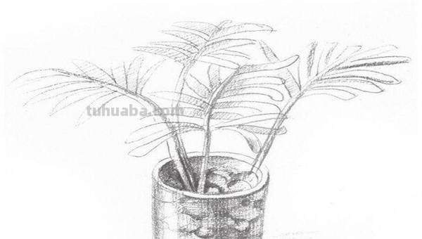 椰树怎么画图片简笔画 简笔画大全？