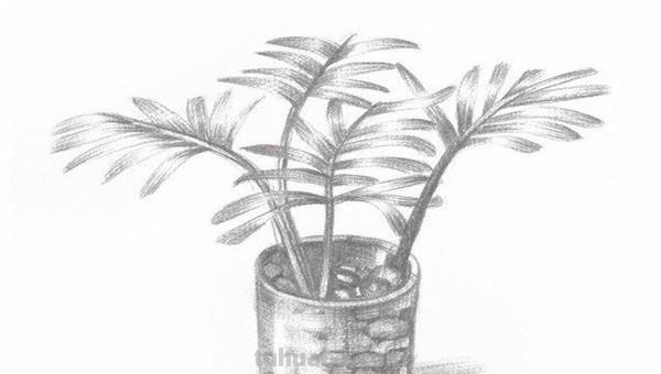 椰树怎么画图片简笔画 简笔画大全？