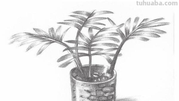 椰树怎么画图片简笔画 简笔画大全？