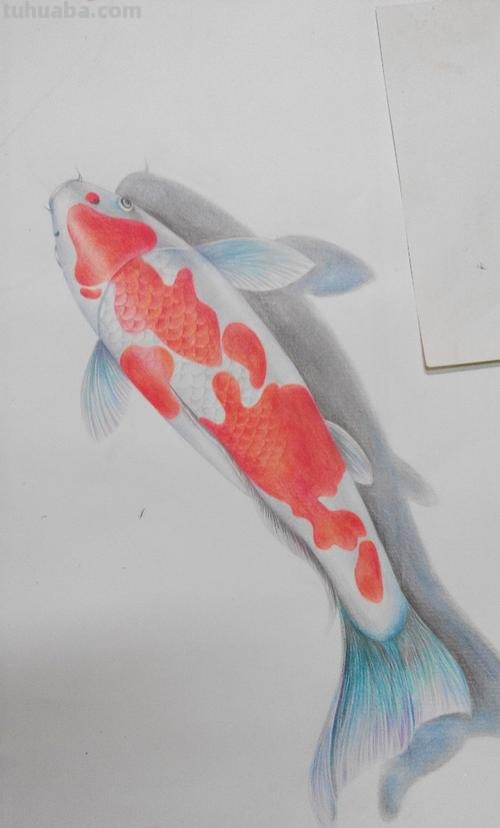 彩铅画白色的鱼怎么画 鲤鱼怎么用彩铅涂色好看？