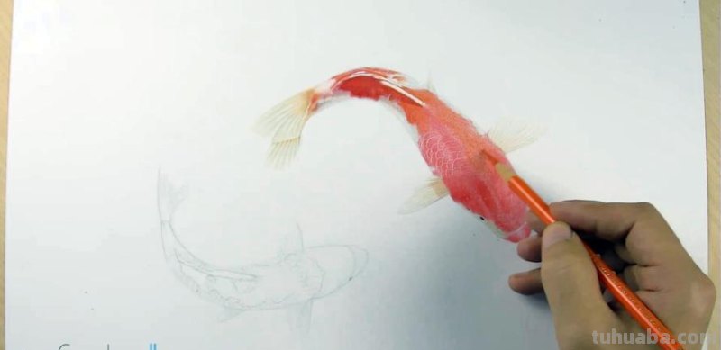 彩铅画白色的鱼怎么画 鲤鱼怎么用彩铅涂色好看？