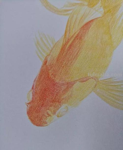 彩铅画白色的鱼怎么画 鲤鱼怎么用彩铅涂色好看？