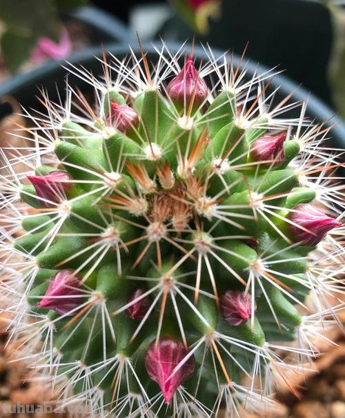 盆栽仙人球选这款,花朵超“仙”,花香四溢,开花勤快,还很好养