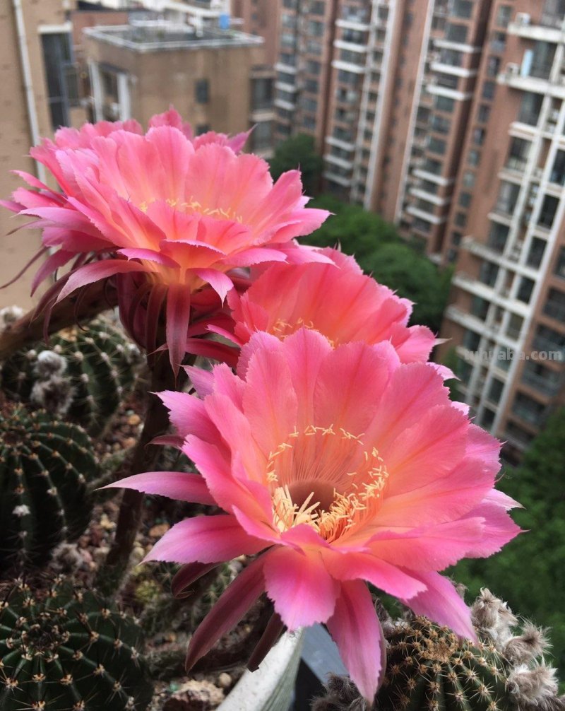 盆栽仙人球选这款，花朵超“仙”，花香四溢，开花勤快，还很好养