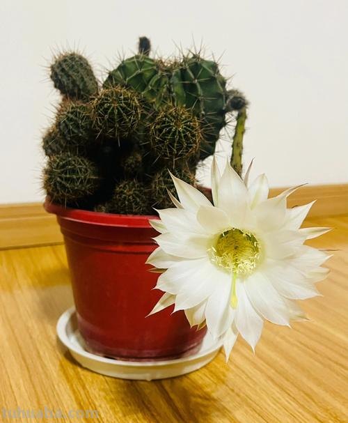 盆栽仙人球选这款,花朵超“仙”,花香四溢,开花勤快,还很好养