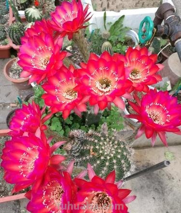 盆栽仙人球选这款,花朵超“仙”,花香四溢,开花勤快,还很好养