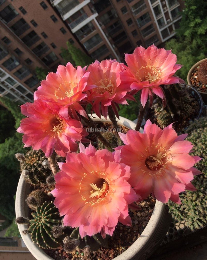盆栽仙人球选这款，花朵超“仙”，花香四溢，开花勤快，还很好养