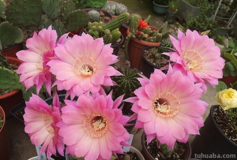 盆栽仙人球选这款，花朵超“仙”，花香四溢，开花勤快，还很好养
