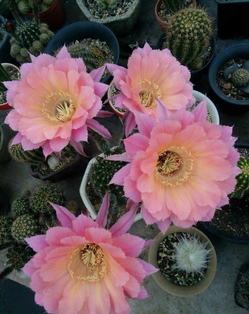 盆栽仙人球选这款，花朵超“仙”，花香四溢，开花勤快，还很好养
