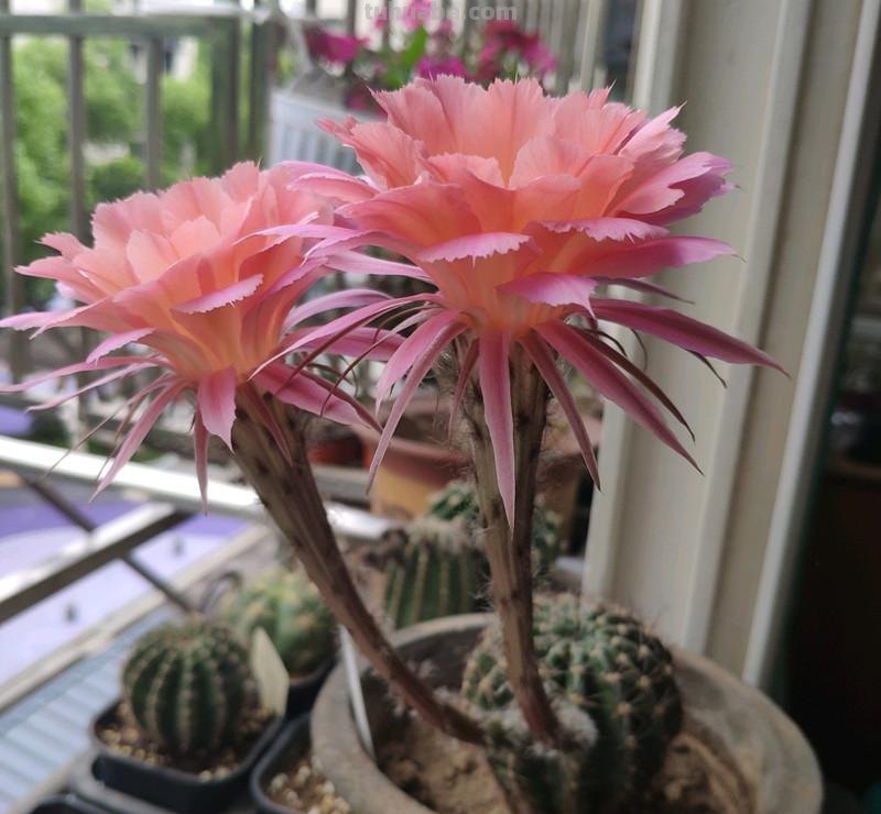 盆栽仙人球选这款，花朵超“仙”，花香四溢，开花勤快，还很好养
