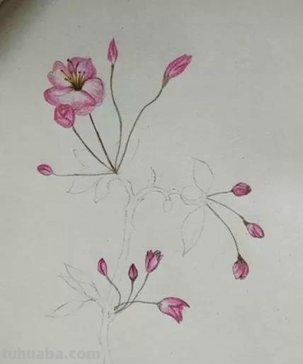 杏花怎么画简笔画彩铅画 怎么用彩铅画出四季花园？