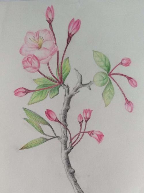 杏花怎么画简笔画彩铅画 怎么用彩铅画出四季花园？