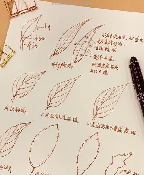 树叶画技巧速写 如何画树叶？