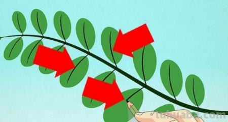 树叶画技巧速写 如何画树叶？