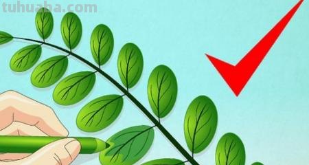 树叶画技巧速写 如何画树叶？