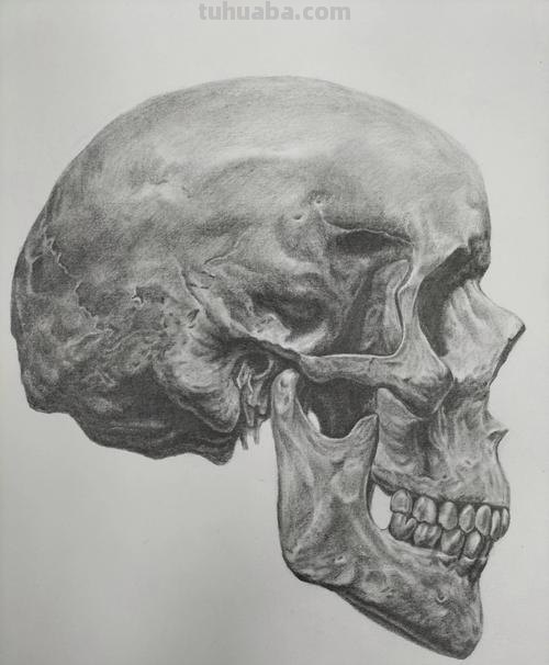 头骨堆速写 素描骷髅头怎么画?