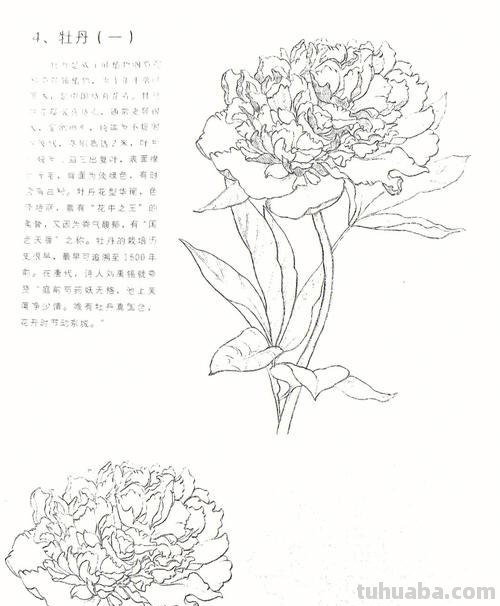 牡丹速写内容 少儿绘画牡丹步骤?