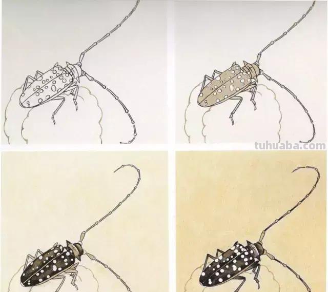 图文教程丨 几种蝶蛾昆虫工笔画法