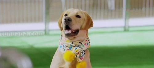 神犬小七 神犬小七2