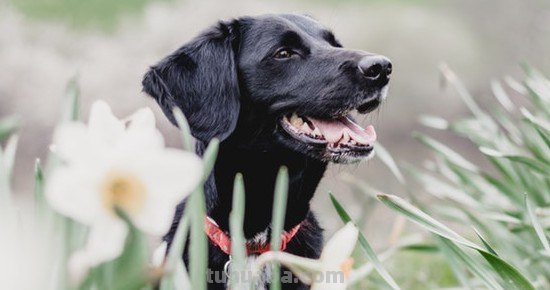 神犬小七是什么狗