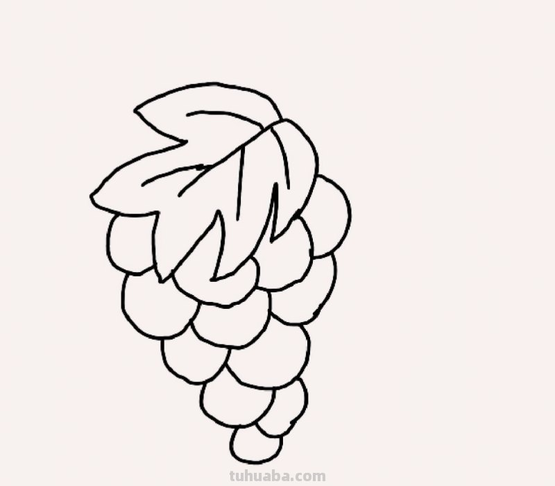 葡萄叶怎么画简笔画 葡萄的简笔画画法？