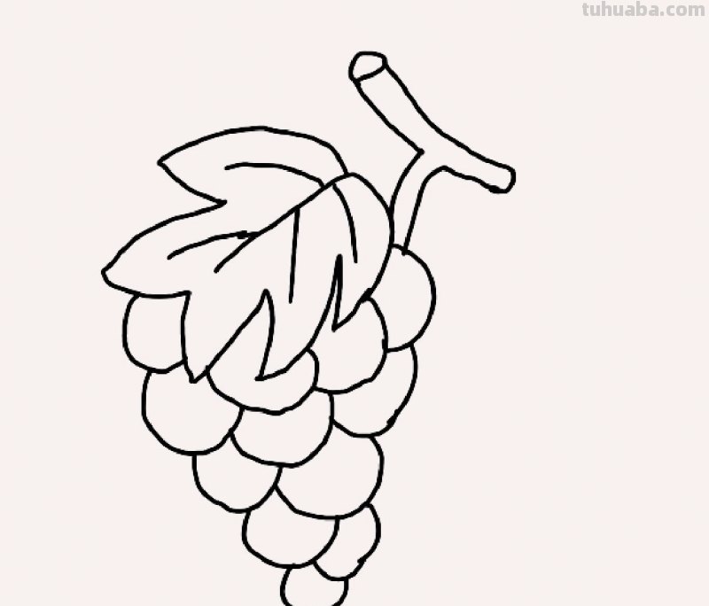 葡萄叶怎么画简笔画 葡萄的简笔画画法？