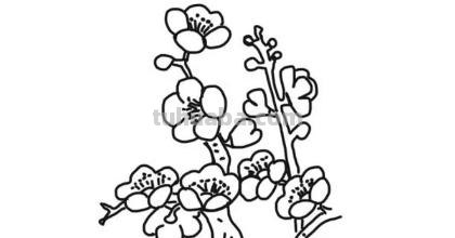梅花的简笔画怎么画 【梅花简笔画怎么画】梅花的画法？