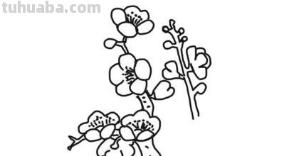 梅花的简笔画怎么画 【梅花简笔画怎么画】梅花的画法？