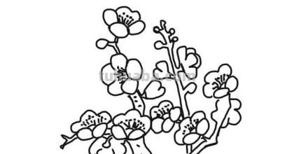 梅花的简笔画怎么画 【梅花简笔画怎么画】梅花的画法？