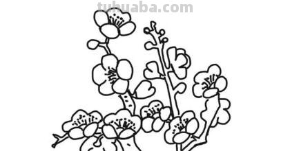 梅花的简笔画怎么画 【梅花简笔画怎么画】梅花的画法？