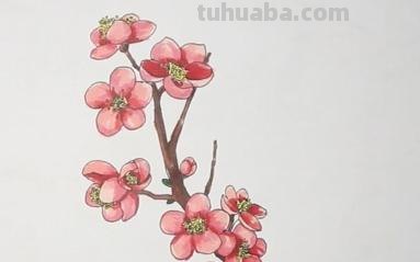 梅花的简笔画怎么画 【梅花简笔画怎么画】梅花的画法？