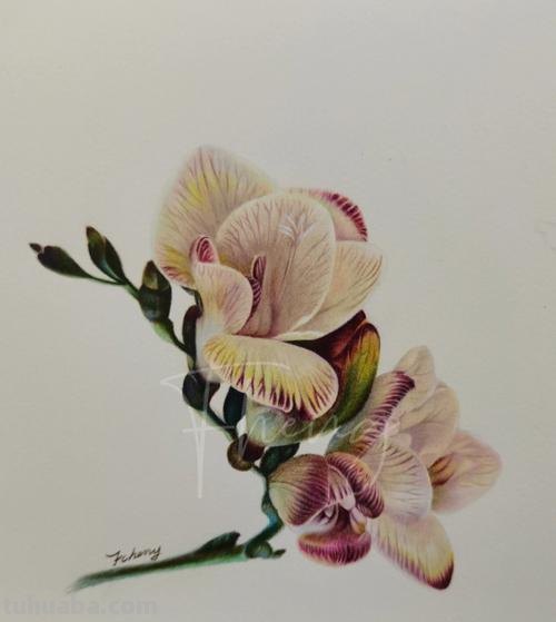 用彩铅画立体叶子怎么画 蝴蝶兰叶片如何画?