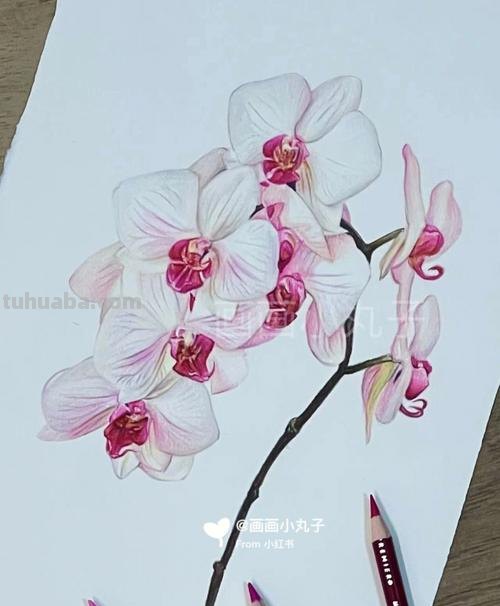 用彩铅画立体叶子怎么画 蝴蝶兰叶片如何画?