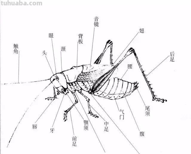 图文技法丨蝈蝈工笔和写意画法