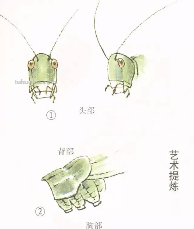 图文技法丨蝈蝈工笔和写意画法
