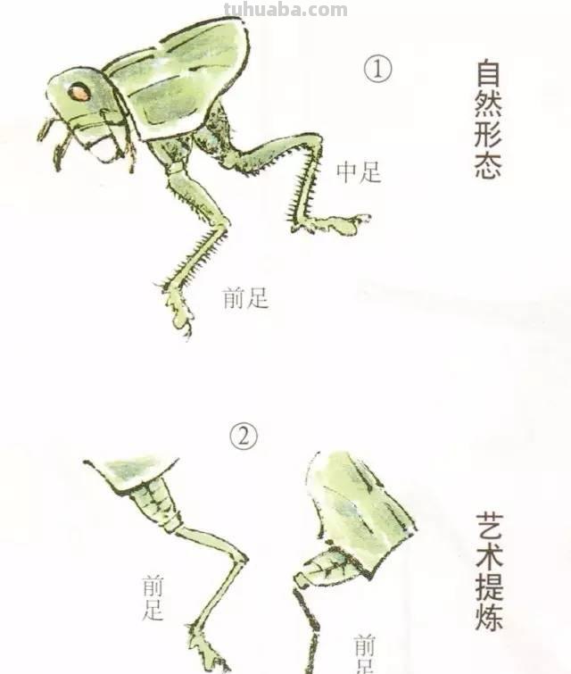 图文技法丨蝈蝈工笔和写意画法