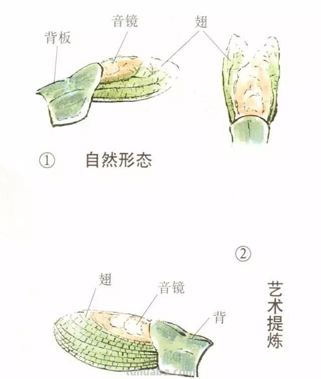 图文技法丨蝈蝈工笔和写意画法