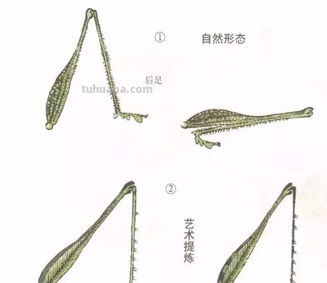图文技法丨蝈蝈工笔和写意画法