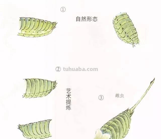 图文技法丨蝈蝈工笔和写意画法