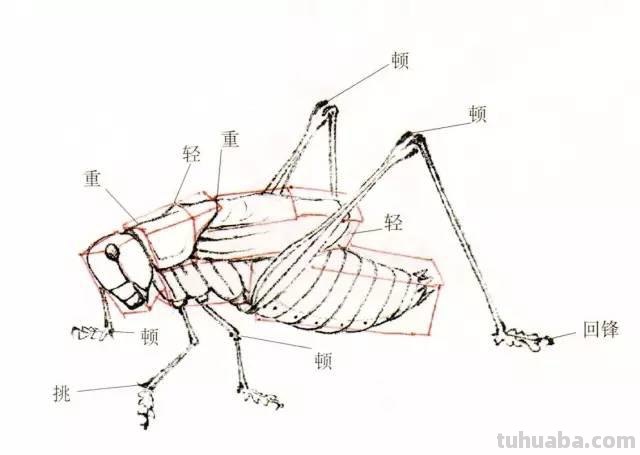 图文技法丨蝈蝈工笔和写意画法
