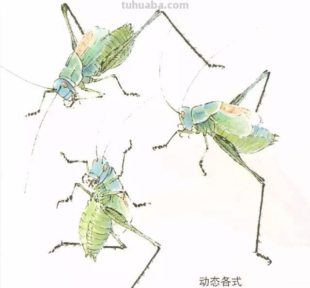 图文技法丨蝈蝈工笔和写意画法