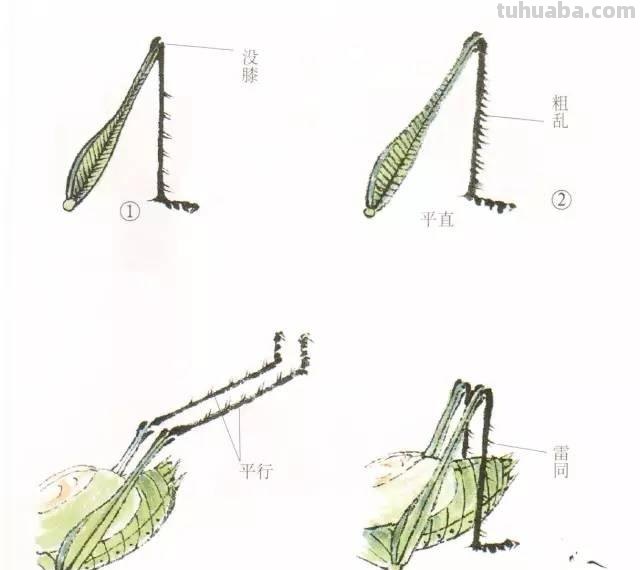 图文技法丨蝈蝈工笔和写意画法