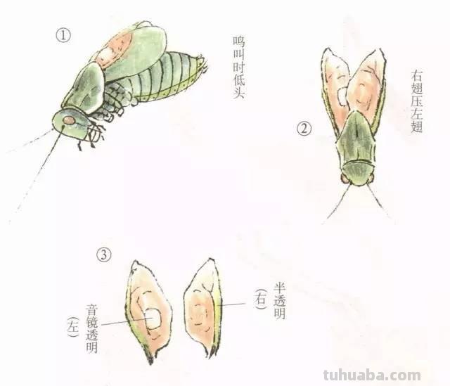 图文技法丨蝈蝈工笔和写意画法