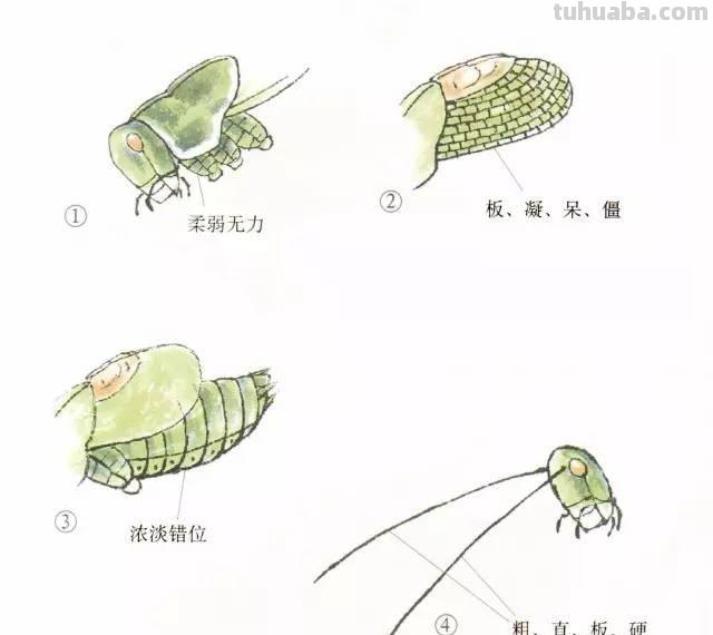 图文技法丨蝈蝈工笔和写意画法