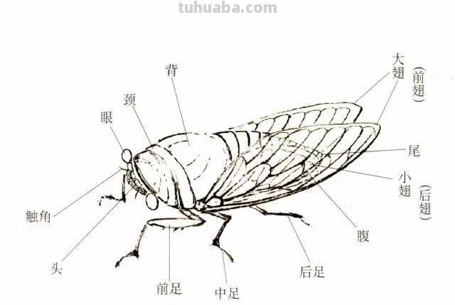 10种写意画画法合集（附教程100副，学习的好素材~）2