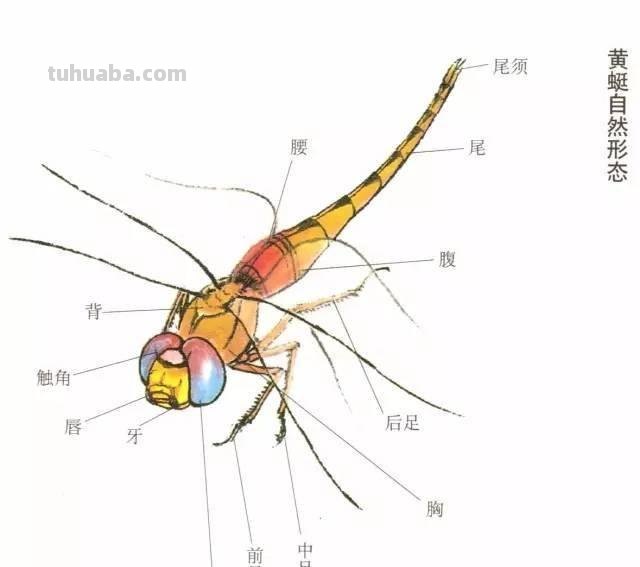10种写意画画法合集（附教程100副，学习的好素材~）2